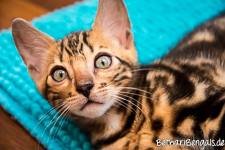 Bengalische Katze marbled